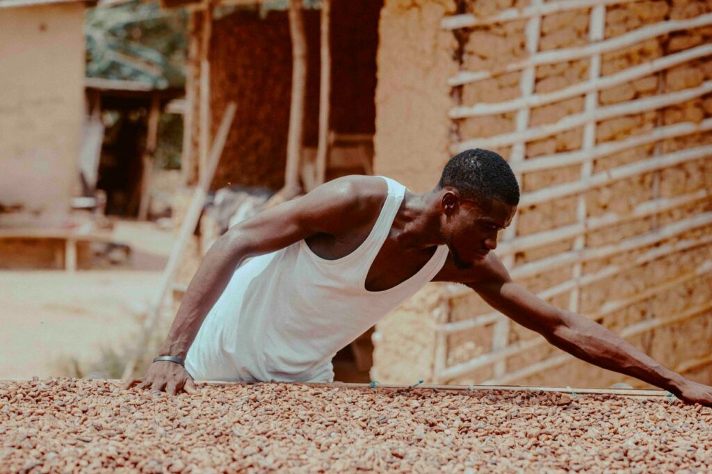 about-02 A cocoa farmer in Ghana manually dries beans, showcasing traditional methods.