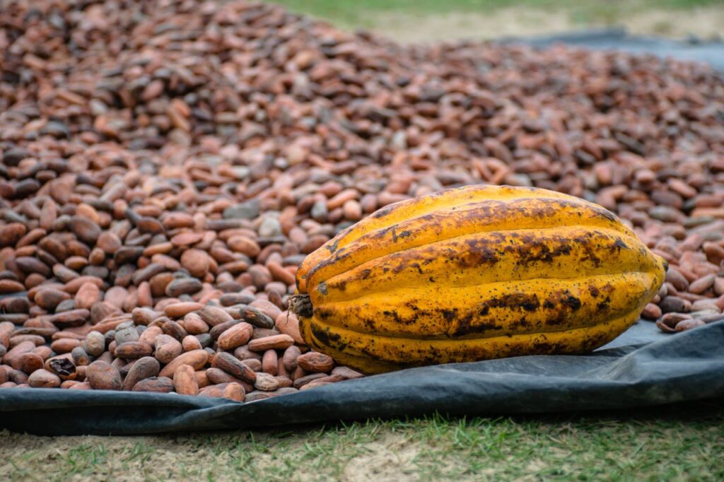 process-img A detailed image of a cacao pod and beans drying outdoors in a Colombian plantation.